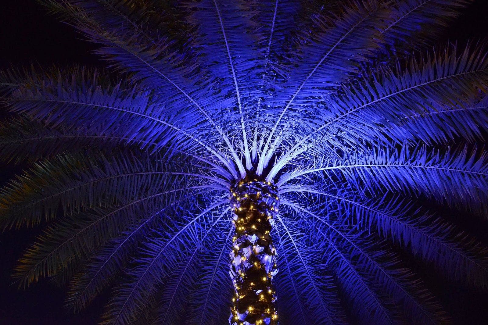 Palm trunk wrapped in warm white lights with the crown lit from below